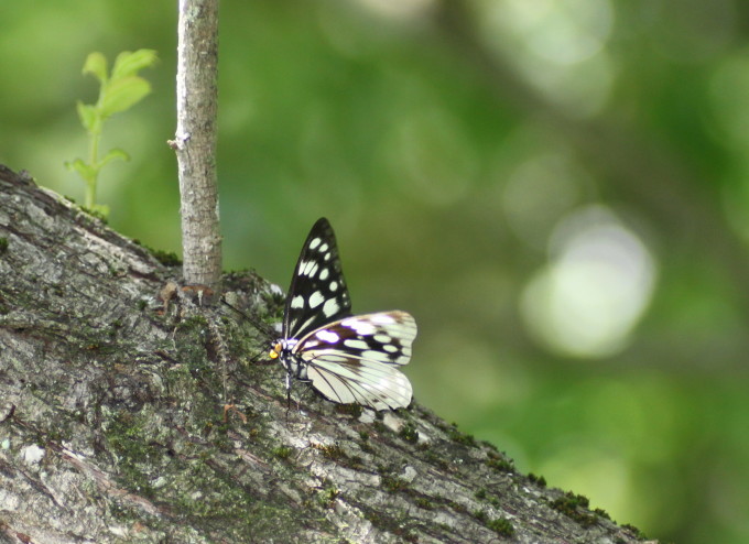 埼玉中部　                       ゴマダラチョウ初見2018/05/15_d0251807_06314395.jpg