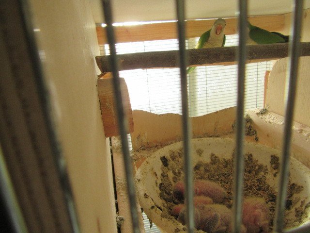 オキナインコ 販売 里親募集 ホワイトコキン