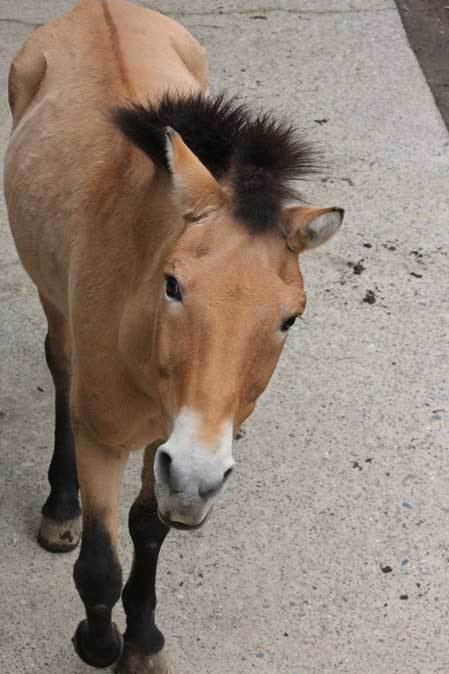 モウコノウマ「トメキチ」＆「クリス」（千葉市動物公園）_b0355317_21335074.jpg