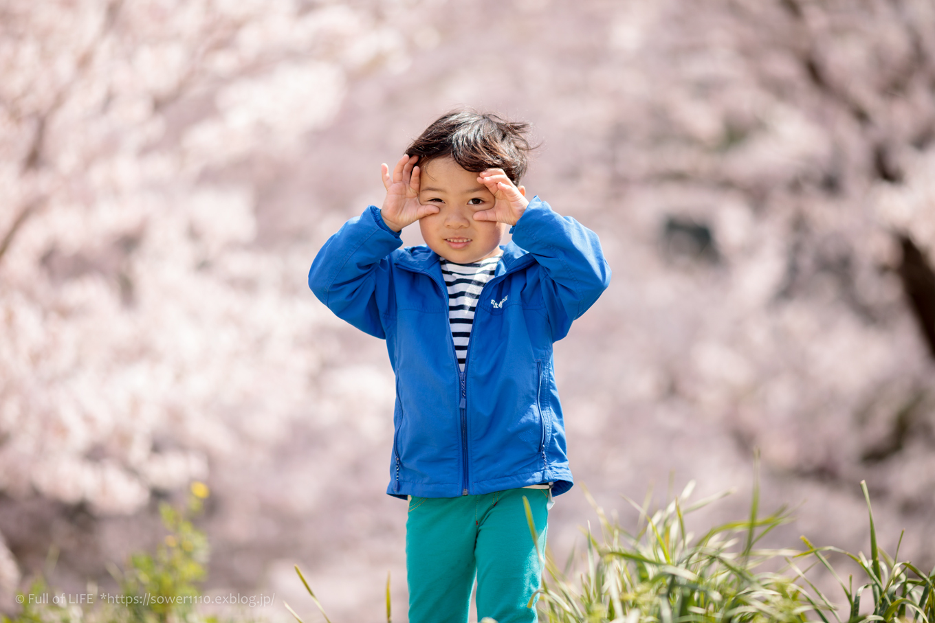 「圧倒的桜。2018」潮風香る郷里の桜に包まれて_c0369219_04473950.jpg