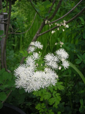 e0206820_975391.jpg