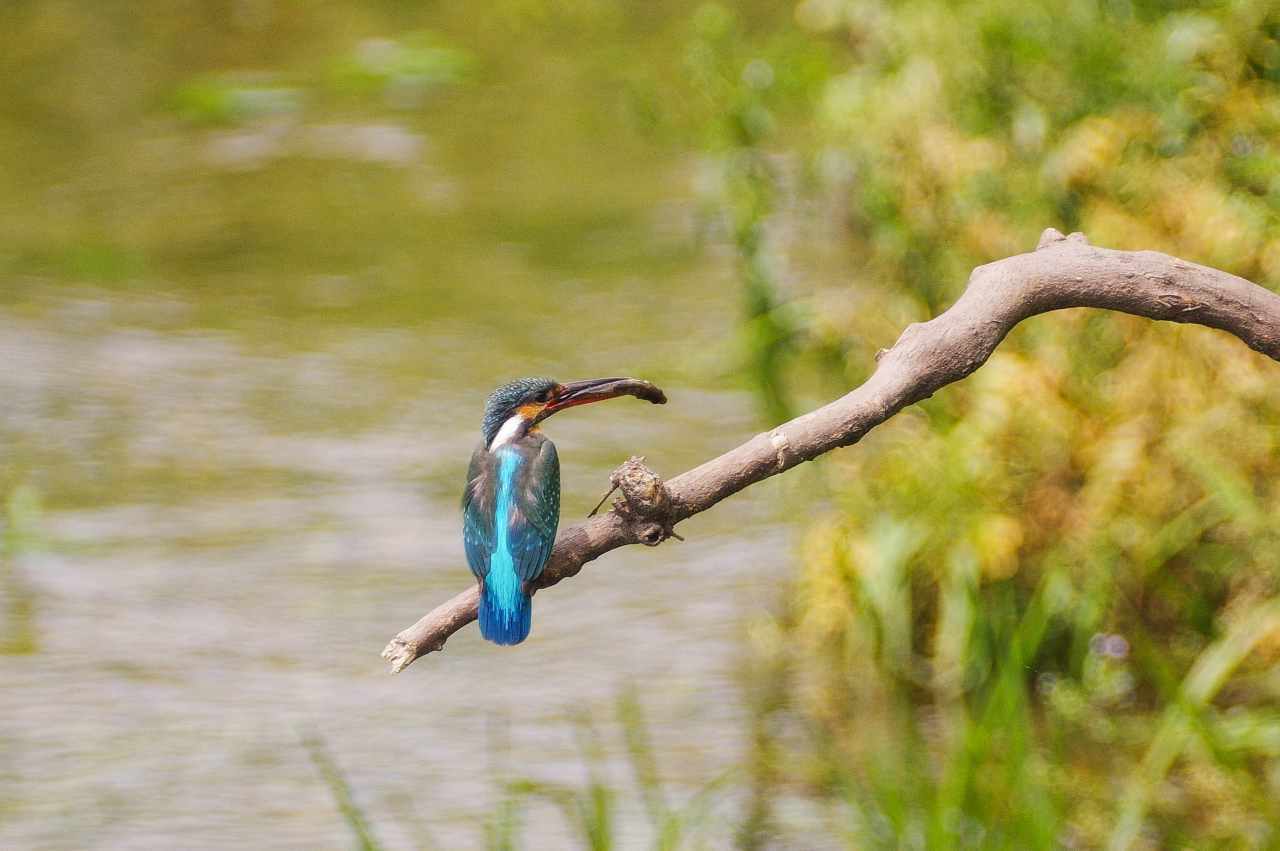 カワセミ両親の餌を銜えての枝並び 武蔵野散歩 カワセミ両親の餌を銜えての枝並び 武蔵野散歩