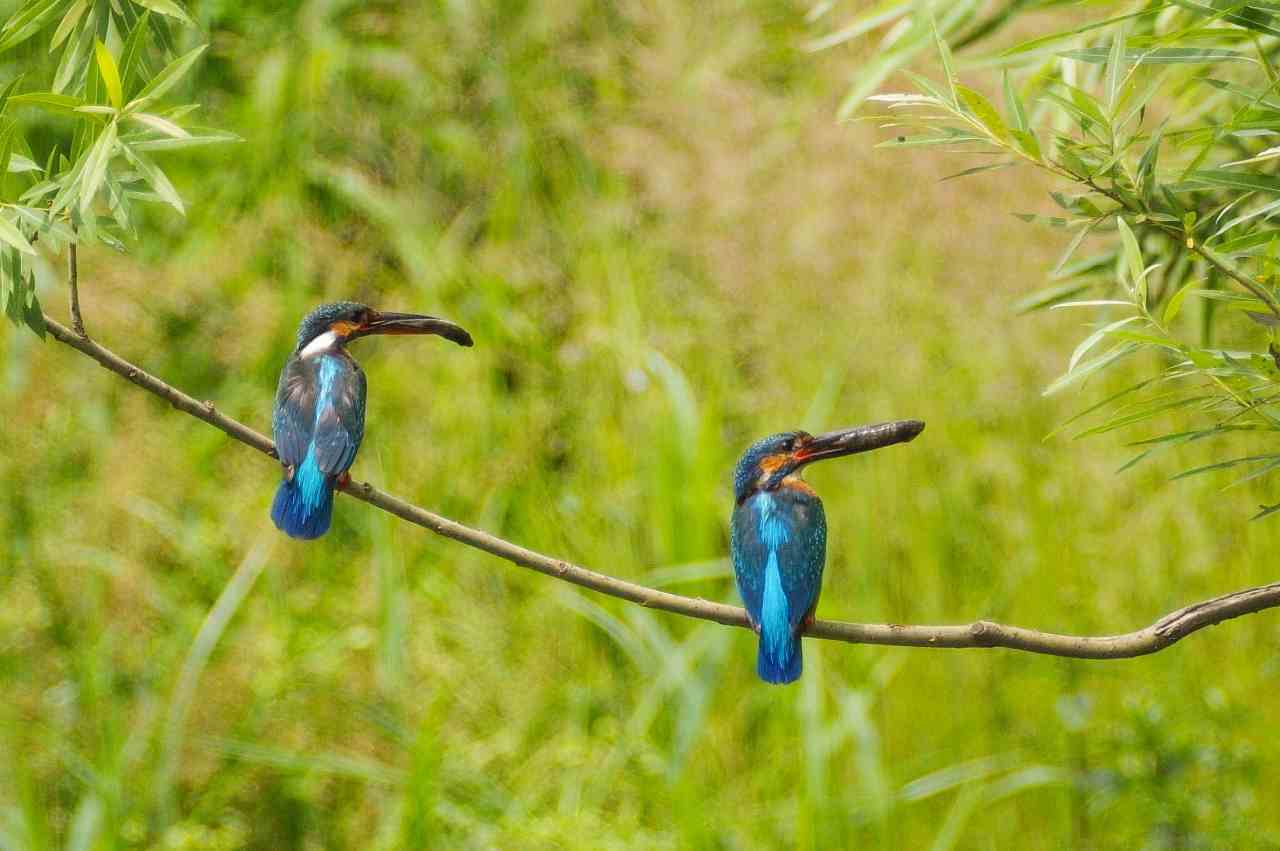 カワセミ両親の餌を銜えての枝並び_e0293921_21050480.jpg