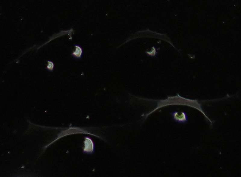 c0331825_18434475.jpg