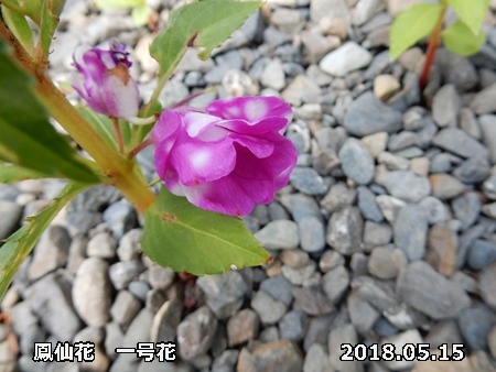 e0033229_16353662.jpg
