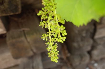 ブドウの花っていまごろ咲くのね もるとゆらじお