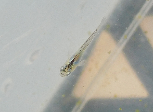 e0097534_16381025.jpg