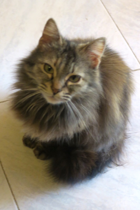 あでやかヒナゲシと猫の攻防_f0234936_2325792.jpg