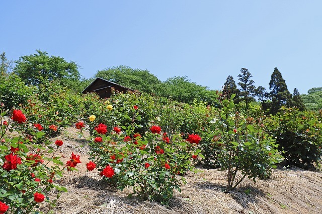 a0242438_21222910.jpg