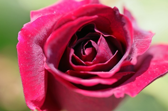 a0242438_21222970.jpg