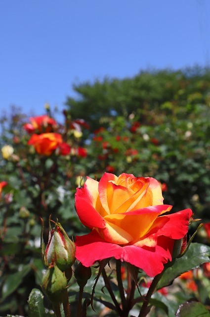a0242438_21231588.jpg