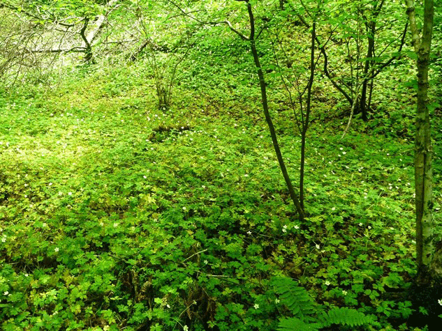 e0371039_844431.gif