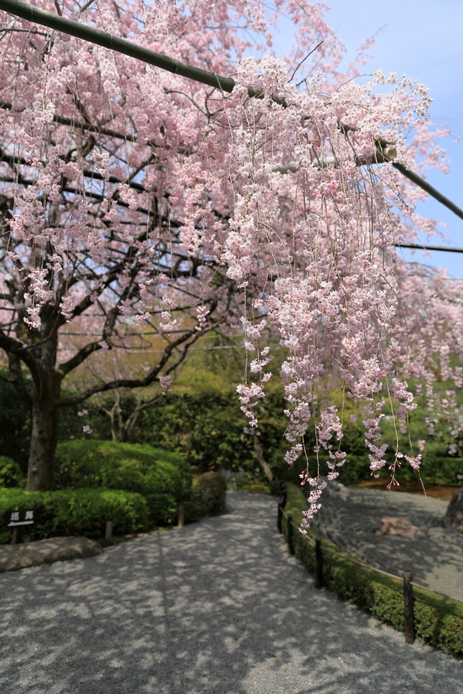 妙心寺退蔵院の桜_b0325840_21132847.jpg