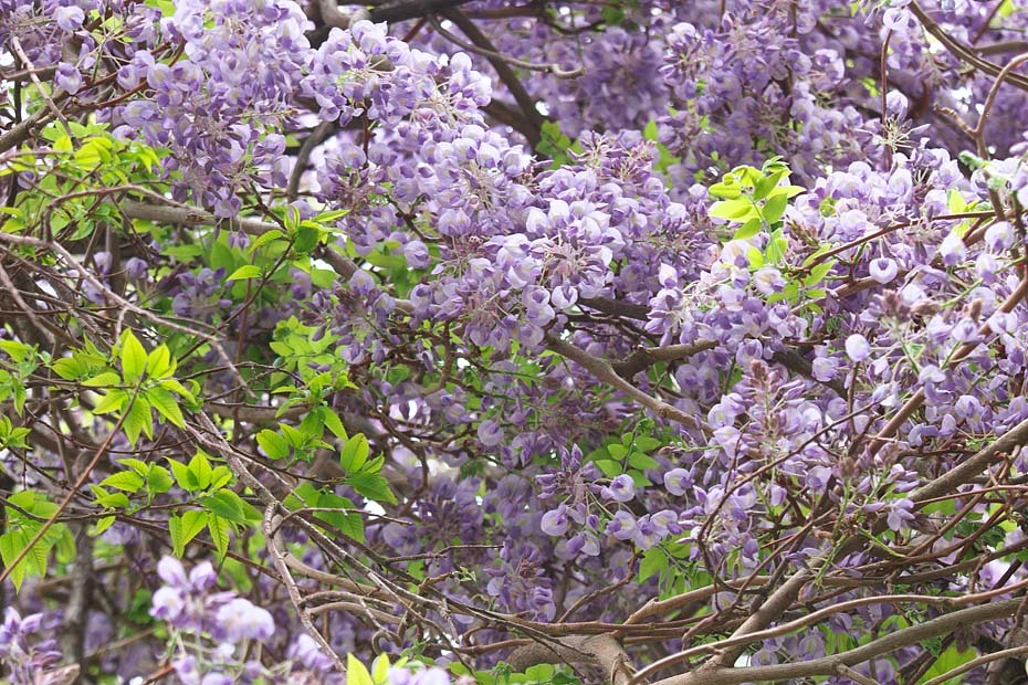 c0067040_23132674.jpg