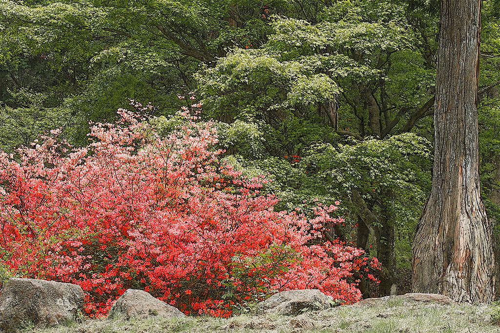 伊香保森林公園のヤマツツジ ３_f0160440_11232767.jpg