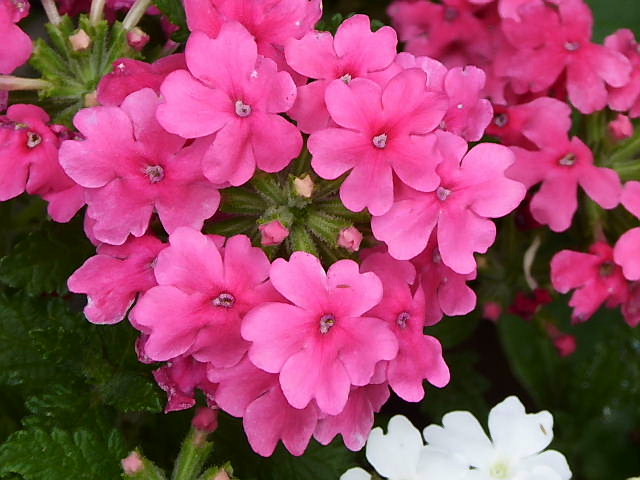 匂い蕃茉莉、紅額紫陽花、バーベナ、サフラン擬き_c0051143_022547.jpg