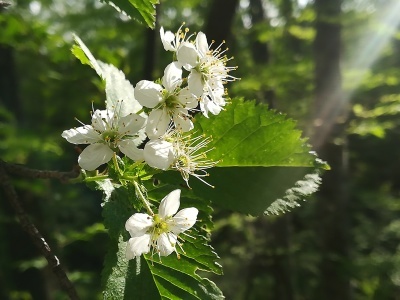 最後に咲くのは深山桜 あるちゅはいま日記