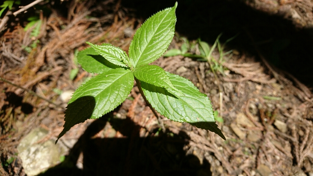 b0148050_08053430.jpg
