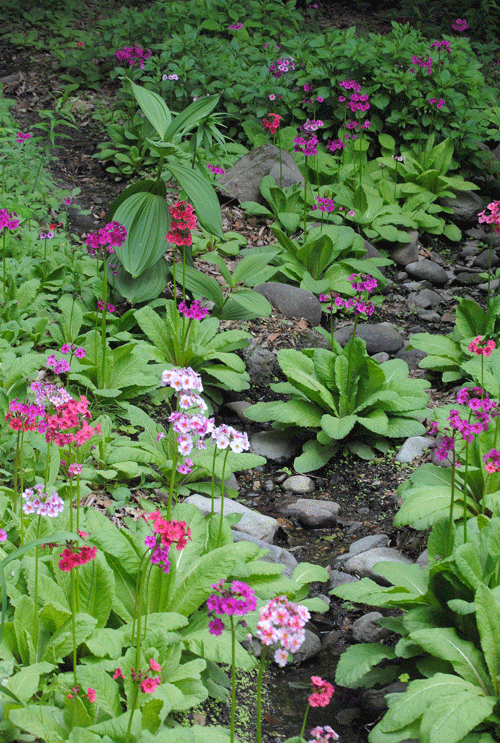 a0001354_20064025.gif