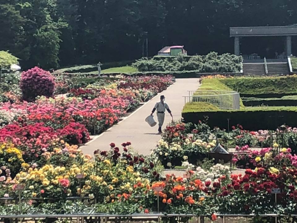 都立神代植物公園 春のバラフェスタ 駒場バラ会咲く咲く日誌