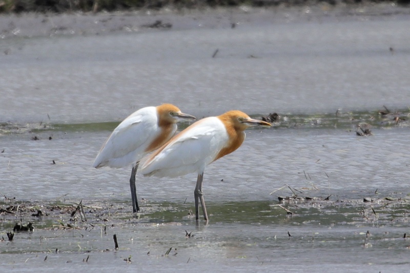 水田のアマサギ♪_a0167759_0314898.jpg