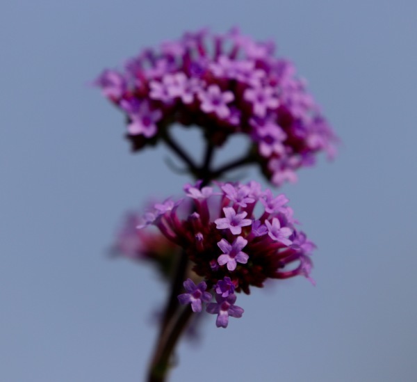a0248459_15284221.jpg