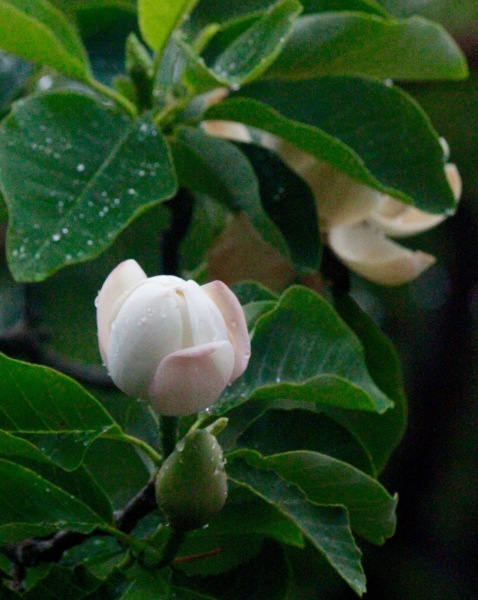 a0248459_15335051.jpg