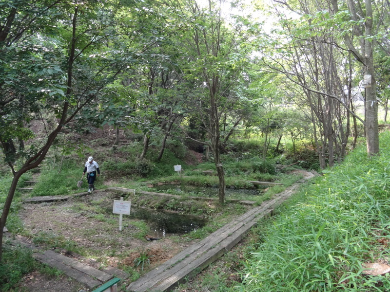 おにぎり広場周辺片付け＆ササユリ第１号開花・・・うみべの森_c0108460_17413019.jpg