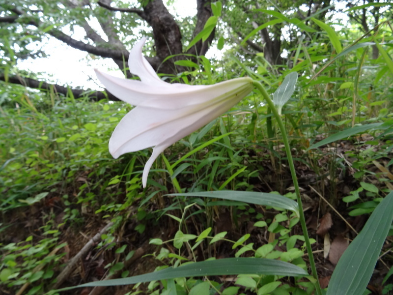 おにぎり広場周辺片付け＆ササユリ第１号開花・・・うみべの森_c0108460_17452436.jpg