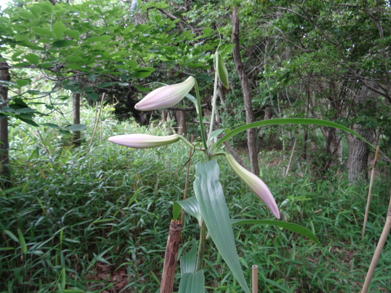 c0108460_17455173.jpg