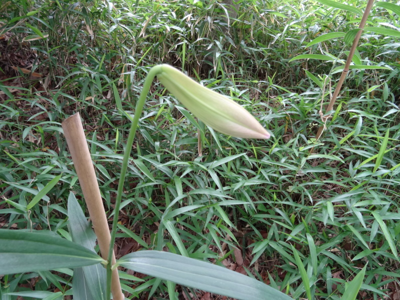 c0108460_17460905.jpg