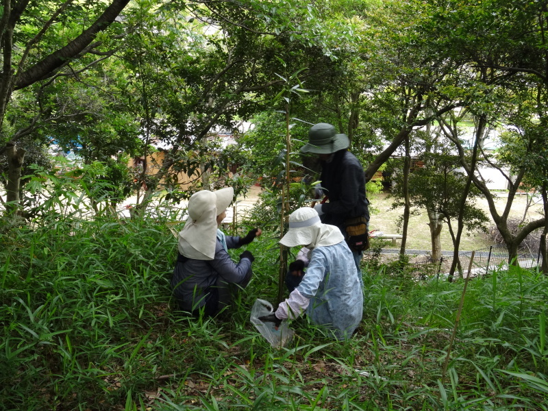 おにぎり広場周辺片付け＆ササユリ第１号開花・・・うみべの森_c0108460_17473802.jpg