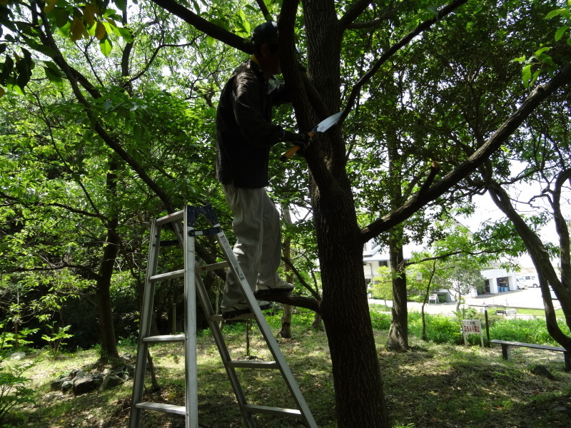 おにぎり広場周辺片付け＆ササユリ第１号開花・・・うみべの森_c0108460_17542794.jpg