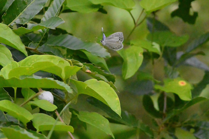 ｳﾗｺﾞﾏﾀﾞﾗｼｼﾞﾐ(2018/05/16) 荒川_d0387460_11331446.jpg