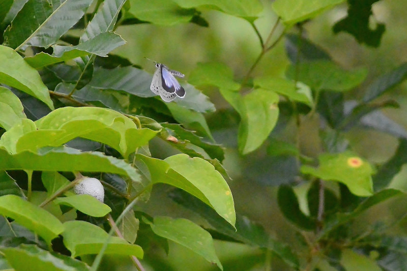 ｳﾗｺﾞﾏﾀﾞﾗｼｼﾞﾐ(2018/05/16) 荒川_d0387460_11332363.jpg