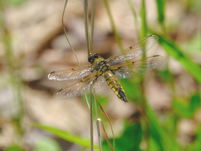 b0369164_20503947.jpg