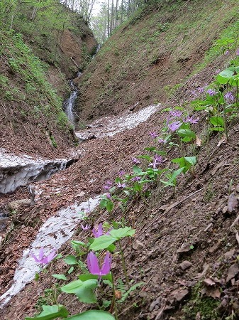 石狩方面に山菜取り。_d0251572_14373312.jpg