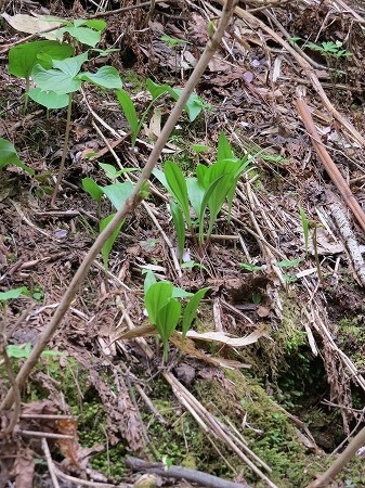 石狩方面に山菜取り。_d0251572_14384461.jpg