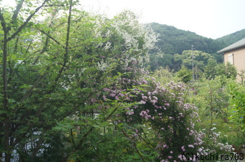 e0181373_21022096.jpg