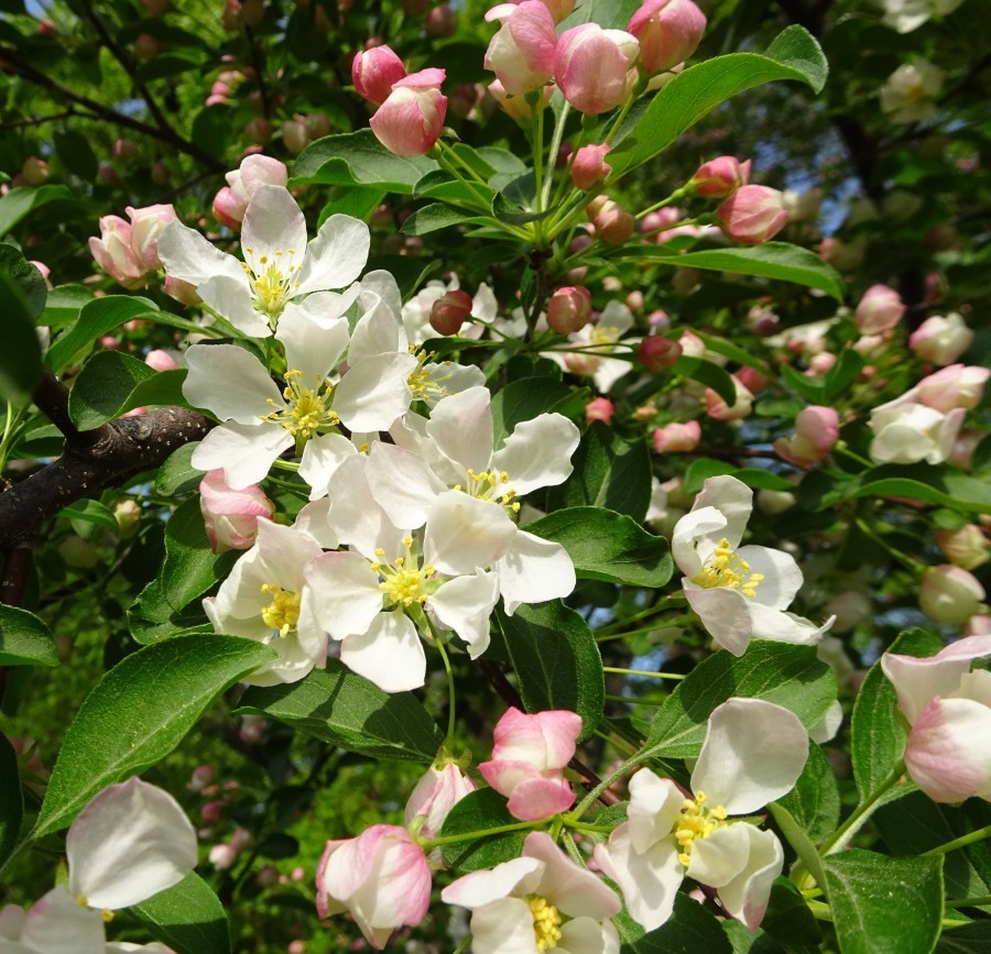 中島公園散策_f0182885_08411184.jpg