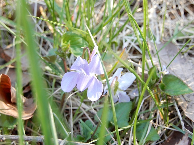 大泉町N村Fさん邸の現場より3_a0211886_17025306.jpg