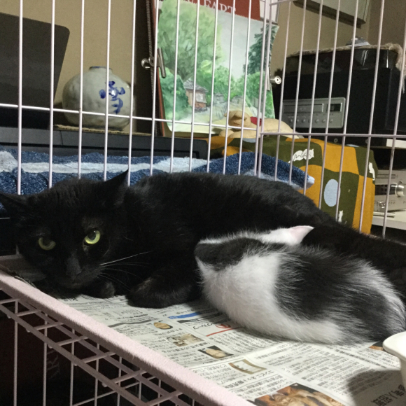 201805黒白黒子猫おうち決定 : ねこ結び2