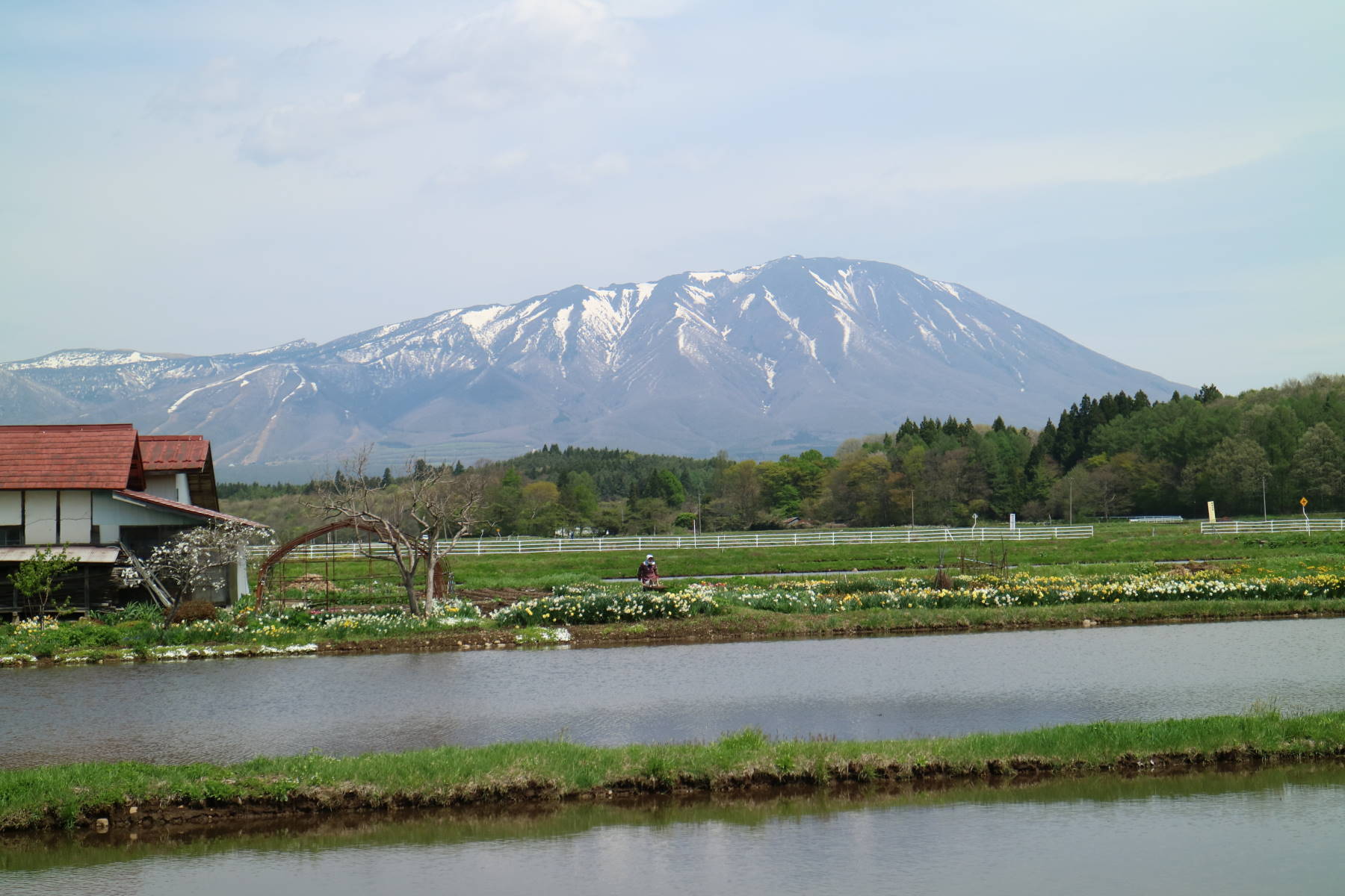 Ｇ．Ｗ．後半　雫石の弘法桜　と　盛岡_f0075595_22492533.jpg