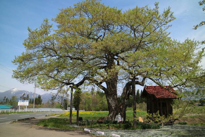 Ｇ．Ｗ．後半　雫石の弘法桜　と　盛岡_f0075595_22501093.jpg