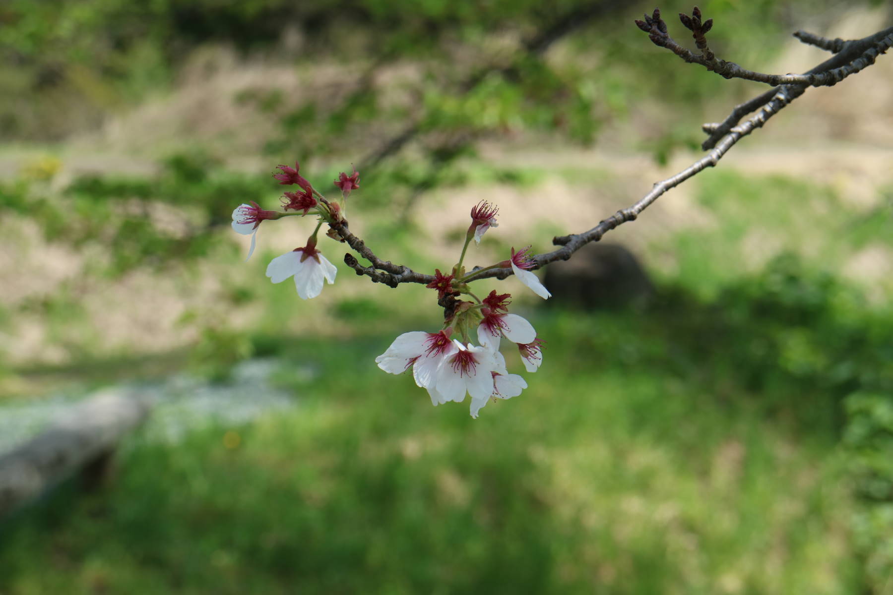 Ｇ．Ｗ．後半　雫石の弘法桜　と　盛岡_f0075595_22504787.jpg