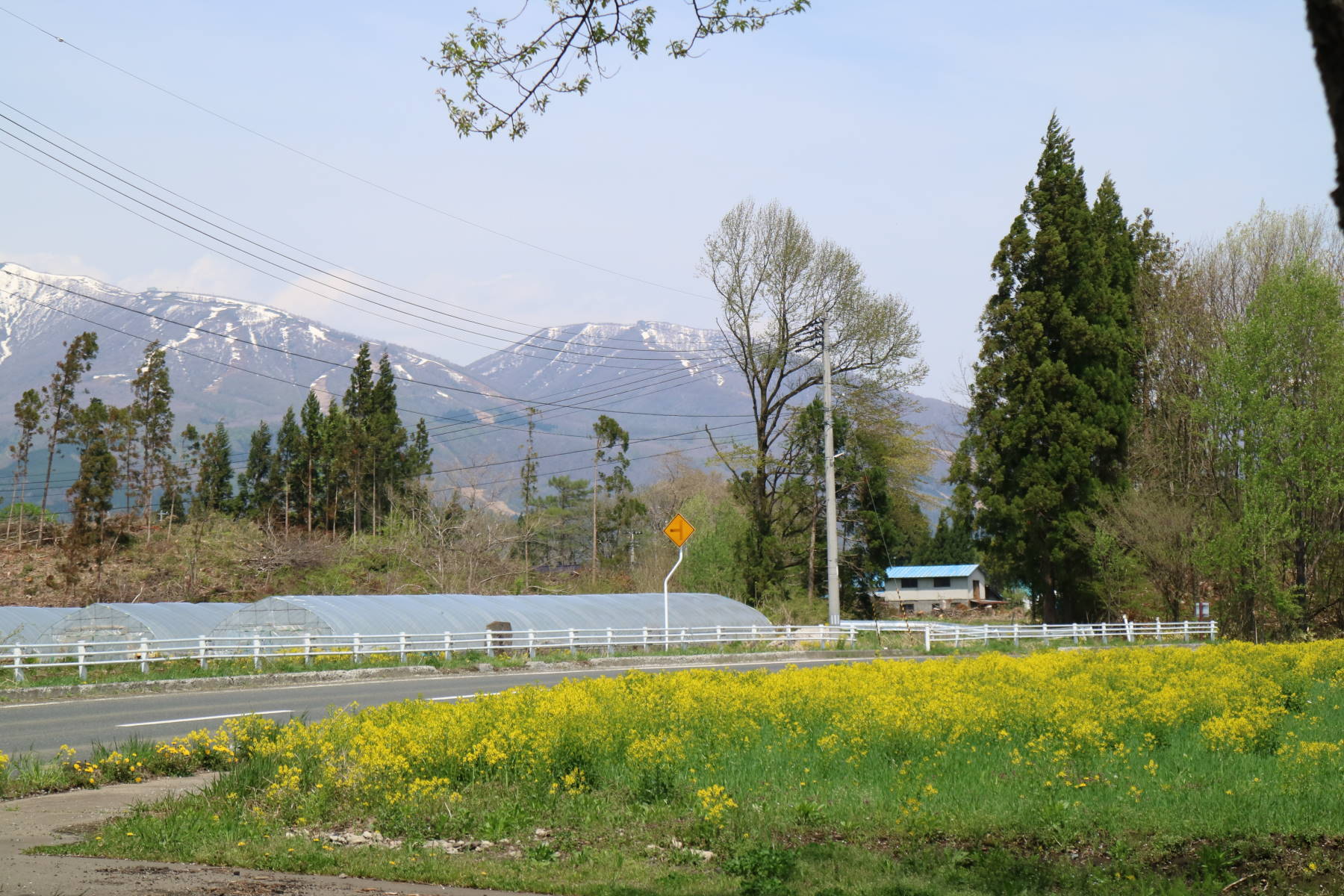 Ｇ．Ｗ．後半　雫石の弘法桜　と　盛岡_f0075595_22514344.jpg