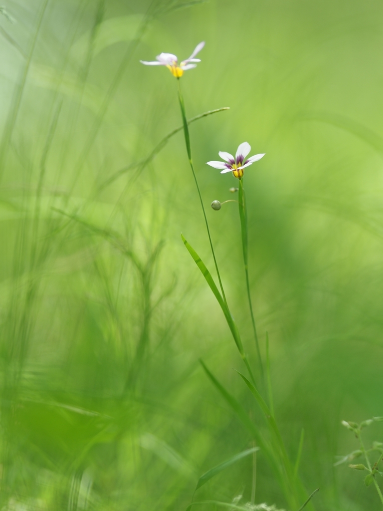 楽しい雑草の花 古代蓮の里にて_f0224100_09494524.jpg