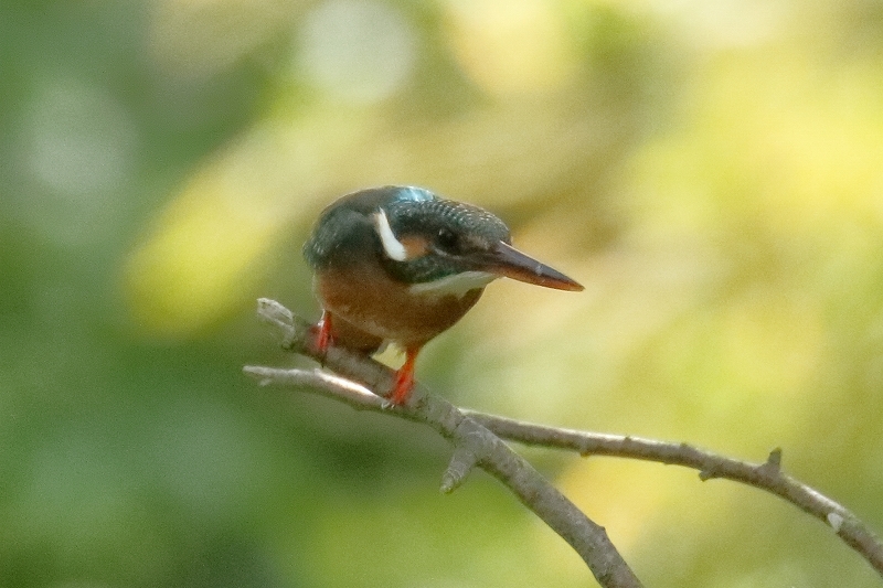 目には青葉　　池にカワセミ　　缶チューハイ（葛飾区、水元公園）_b0291402_05461604.jpg