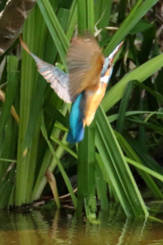 目には青葉　　池にカワセミ　　缶チューハイ（葛飾区、水元公園）_b0291402_05462557.jpg