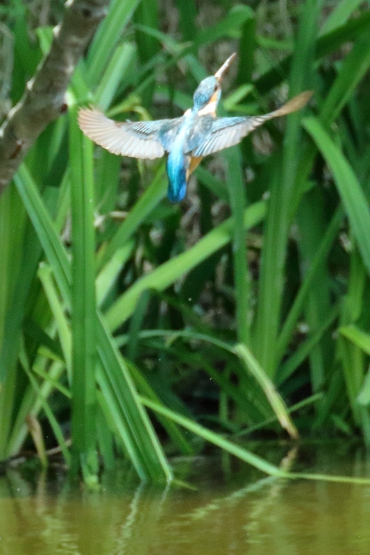 目には青葉　　池にカワセミ　　缶チューハイ（葛飾区、水元公園）_b0291402_05463213.jpg